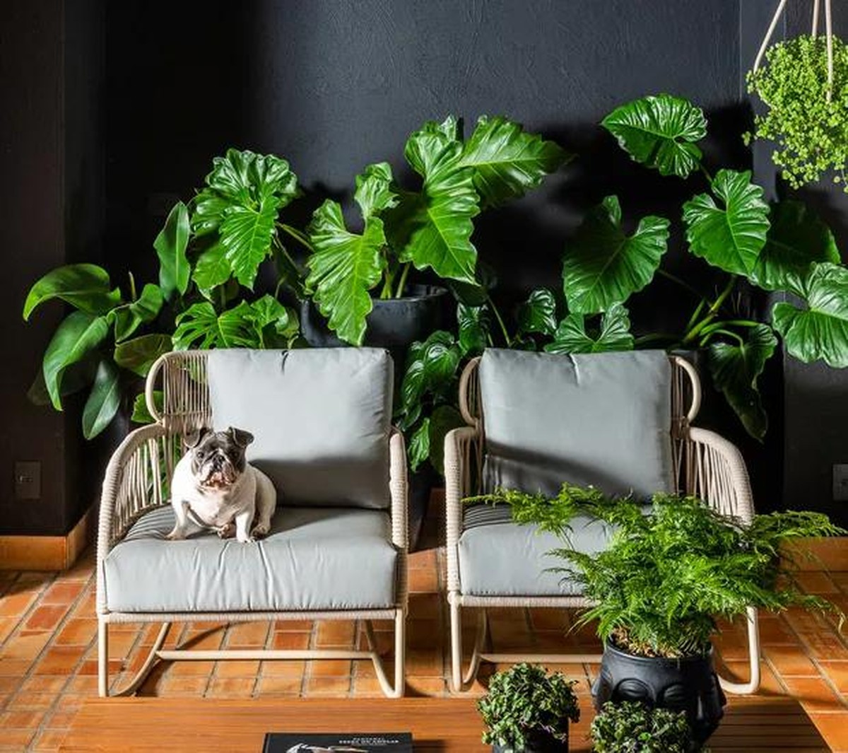16 plantas de sombra para cultivar dentro de casa sem medo!