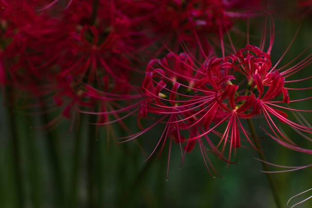 Lírio-aranha-vermelho: conheça a flor com um belo significado no Japão