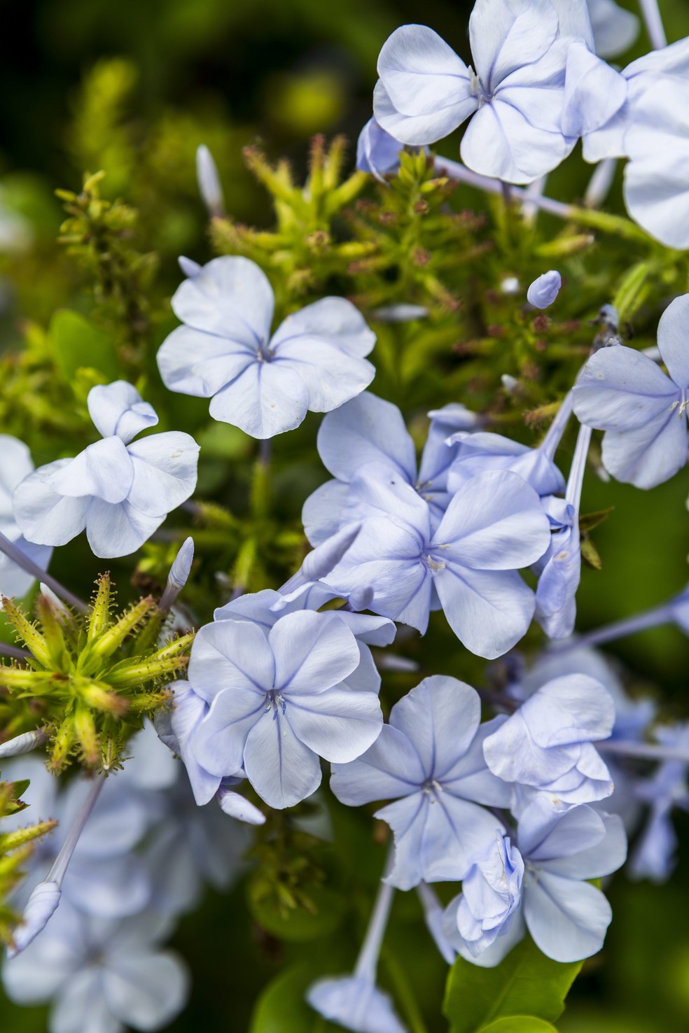 A bela-emília apresenta delicadas flores azuis, muito usadas para compor arbustos em jardins de estilo romântico — Foto: Edu Castello / Editora Globo