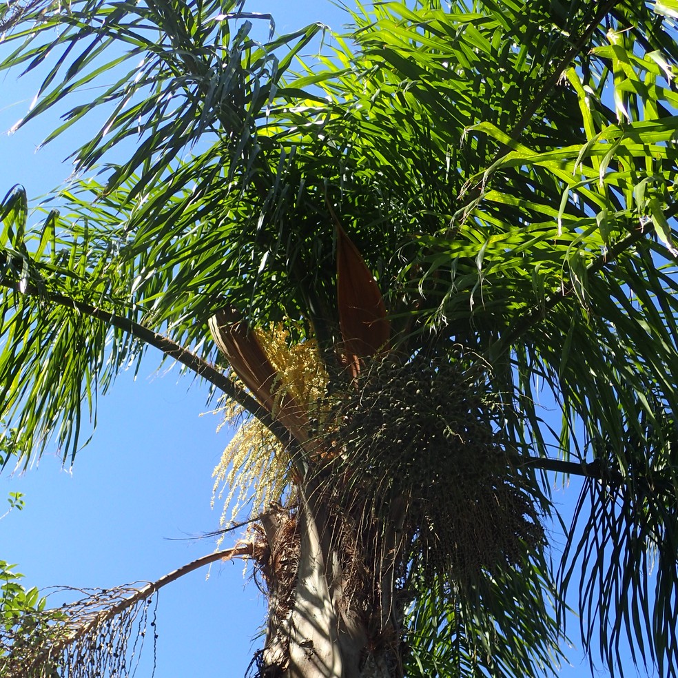 A palmeira jerivá é responsável pela produção do palmito — Foto: Wikimedia Commons / Krzysztof Ziarnek, Kenraiz / Creative Commons