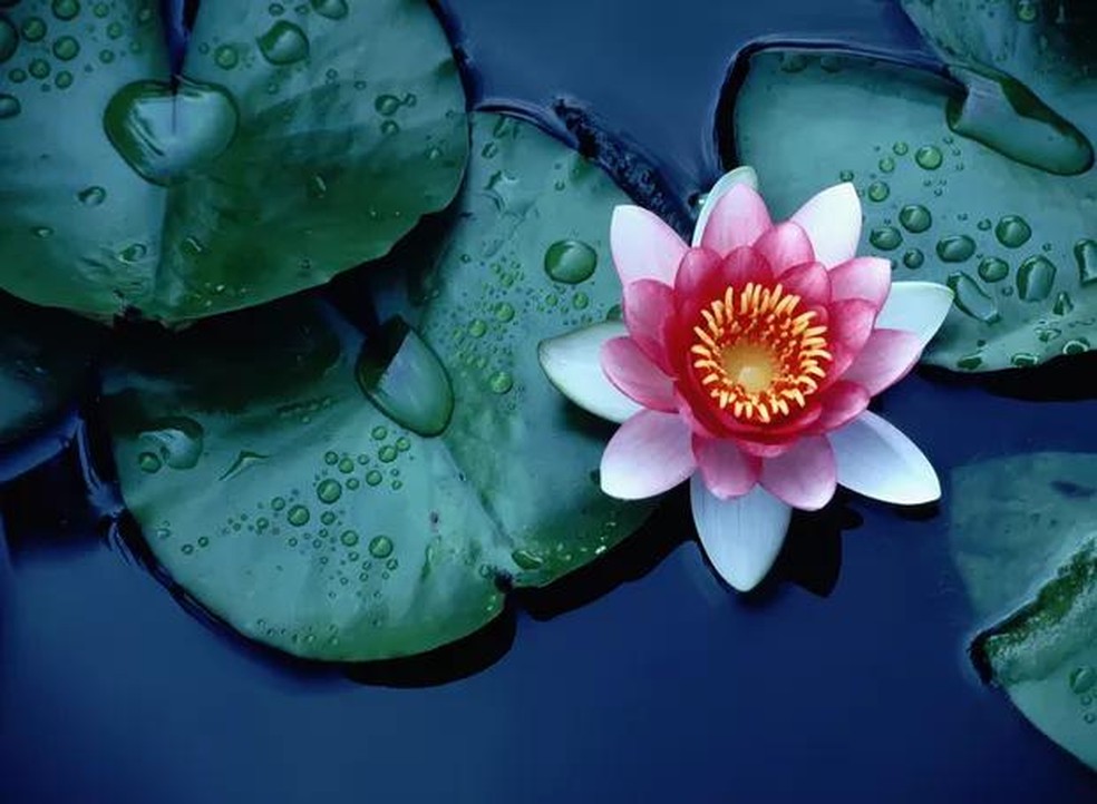 A flor de lótus é uma planta aquática (Foto: Thinkstock) — Foto: Casa e Jardim