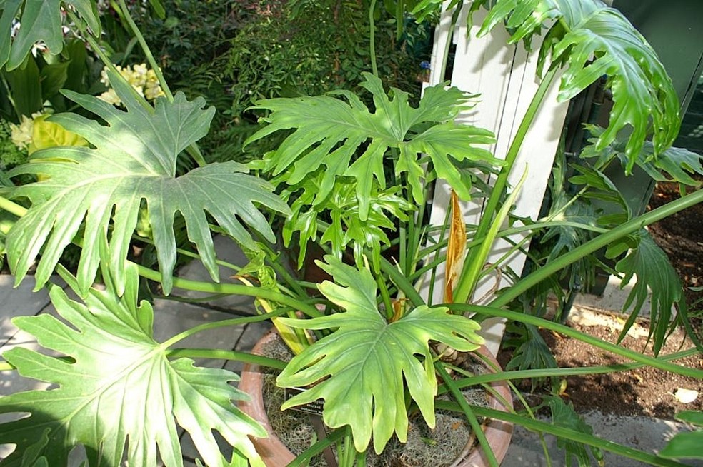 O guaimbê tem folhas sensíveis ao vento forte, que devem ser protegidas — Foto: Wikimedia / David J. Stang / Creative Commons