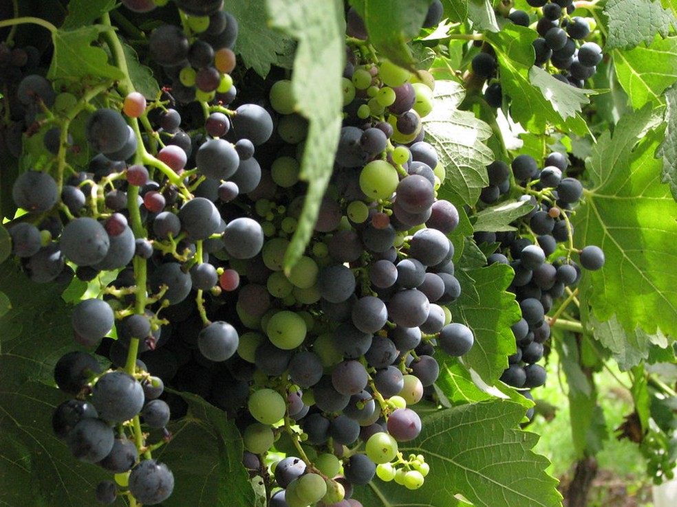 Uvas Malbec maduras em vinícola em Mendonza, na Argentina — Foto: Seba y Maru Maru y Seba / Flickr / Creative Commons