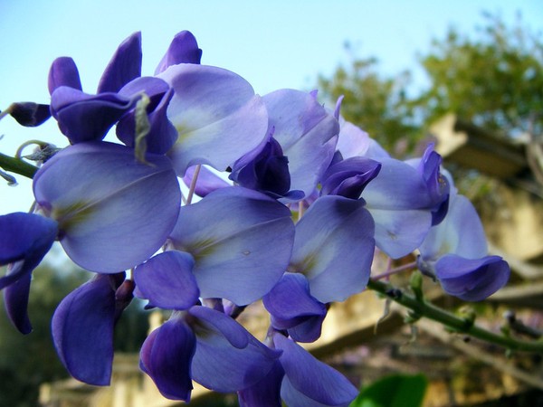 13 flores azuis para cultivar em casa e colorir o jardim