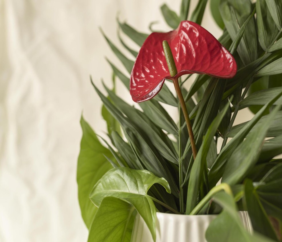 Plantas são elementos poderosos para a decoração de interiores, mas é preciso estar atento aos cuidados e às necessidades específicas de cada espécie — Foto: Magnific/Creative Commons