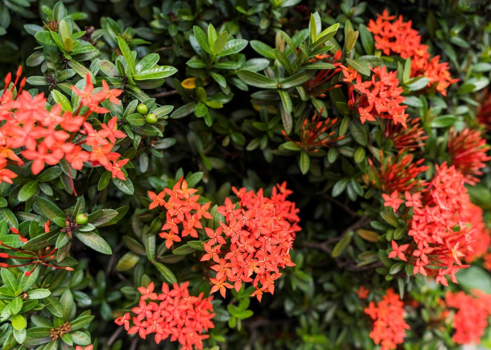 A ixora é ideal para canteiros, mas também pode ser plantada em vasos de médios a grandes — Foto: Freepik/Creative Commons
