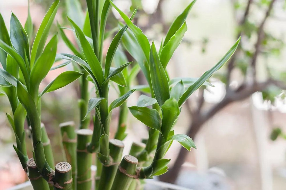 Segundo o Feng Shui, o número total de hastes do bambu-da-sorte atribui diferentes significados à planta (Foto: GettyImages) — Foto: Casa e Jardim