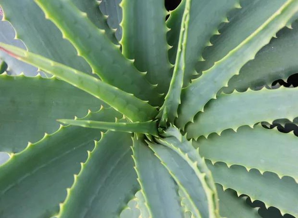 beauty aloe vera gel Ulike Aloe Vera Gel main image 1
