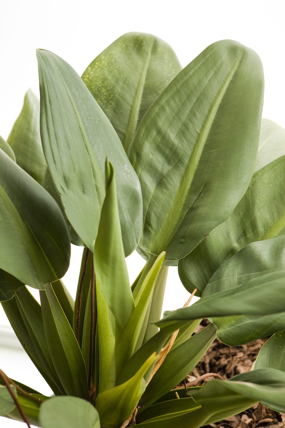 Pacov: como cultivar e cuidar da planta de folhagem tropical