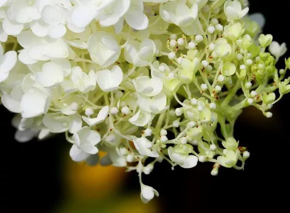 A hortênsia pode ser cultivada em vasos, ou em maciços, no sol pleno com terra rica em matéria orgânica, úmida e boa drenagem — Foto: Pixabay / Manseok_Kim / Creative Commons