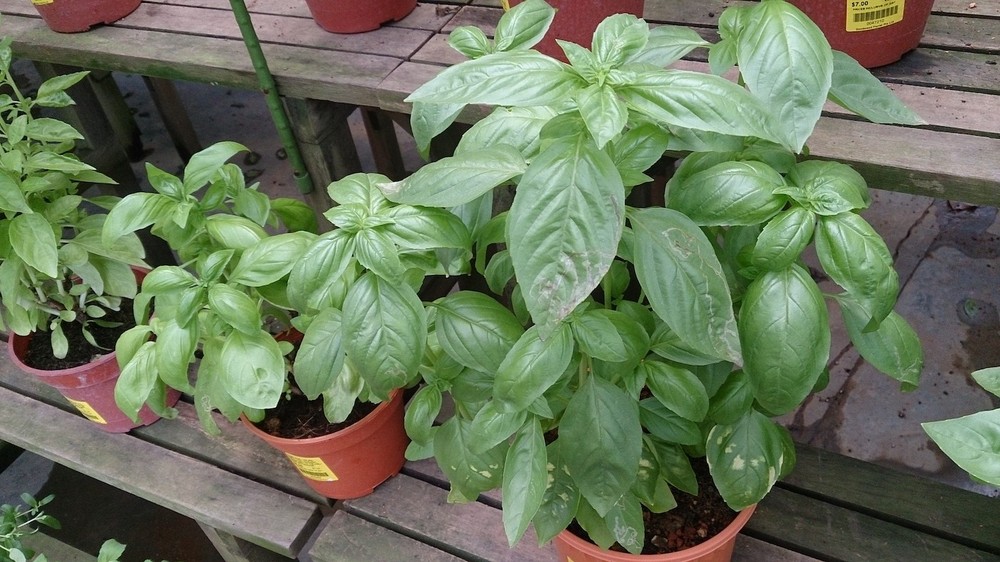 Manjericão: como cuidar e cultivar em casa sem erro!
