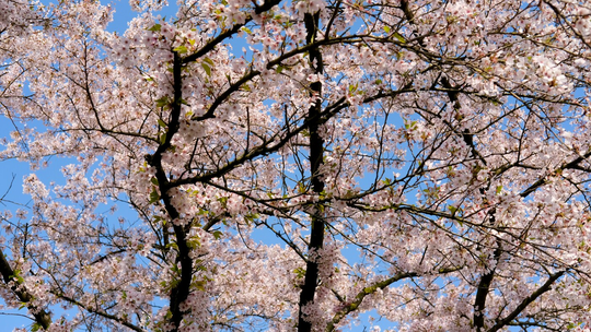 Significado da flor de cerejeira para os japoneses e onde vê-las