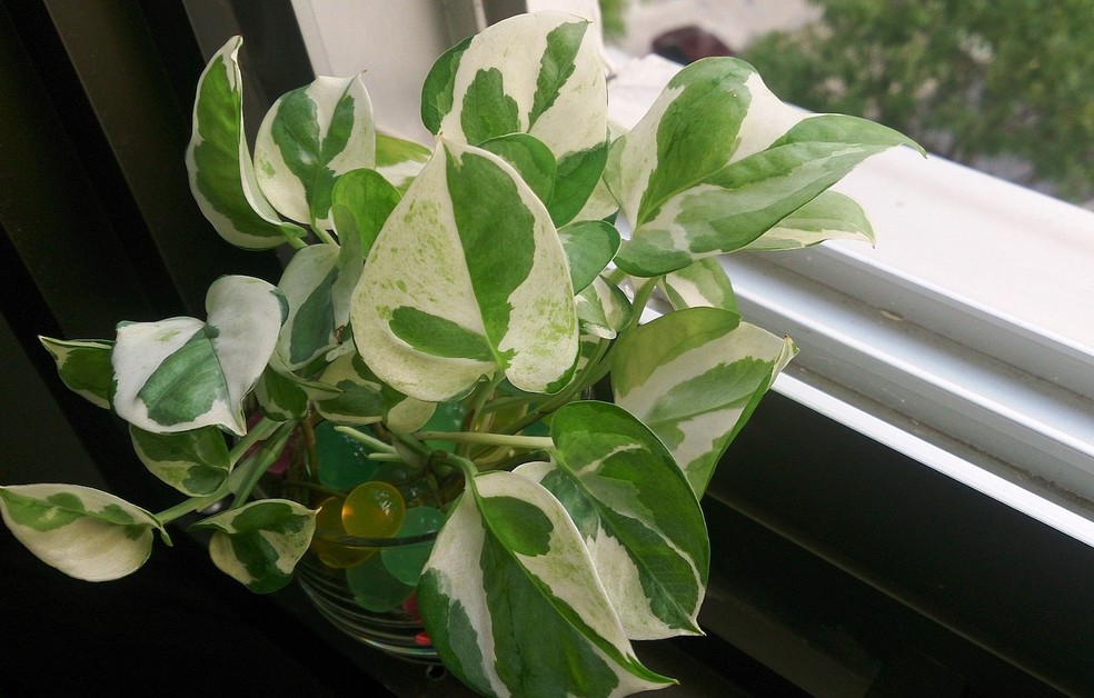 A jiboia é uma planta trepadeira que precisa de suporte para crescer — Foto: Wikipedia / Mokkie / Creative Commons