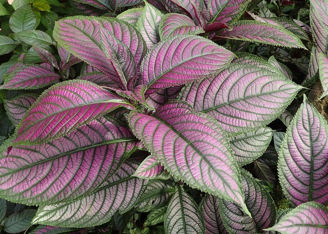 40 plantas roxas para conferir cor e contraste ao jardim