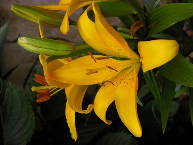 Lírio-amarelo: saiba como cultivar e cuidar da planta de curta duração