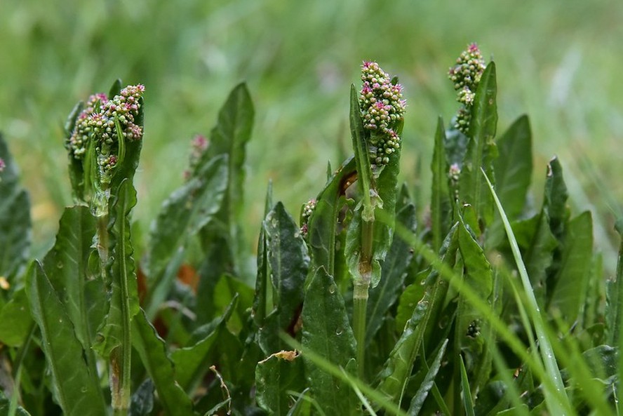A Rumex acetosa, conhecida como azeda-de folhas largas ou azedinha da horta, é a variedade mais consumida na gastronomia