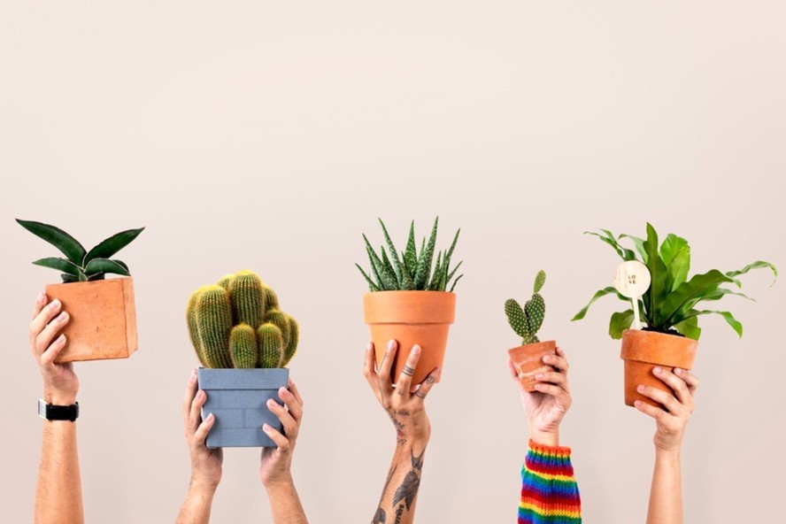 Vasos para plantas podem adicionar um toque de personalidade à decoração