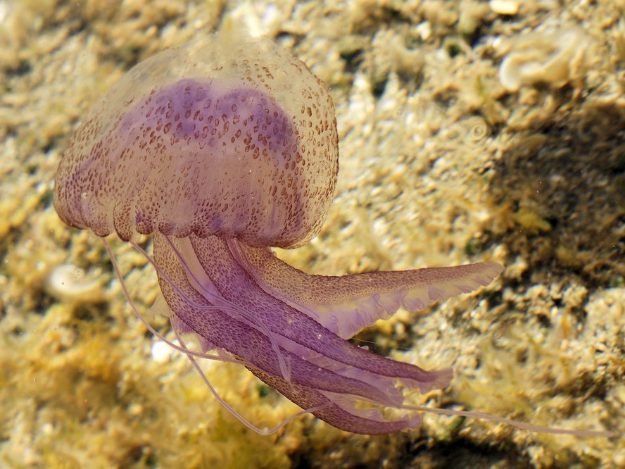 Essa espécie de água-viva costuma ser roxa, mas também pode aparecer em tons de rosa, marrom-claro ou amarelo
