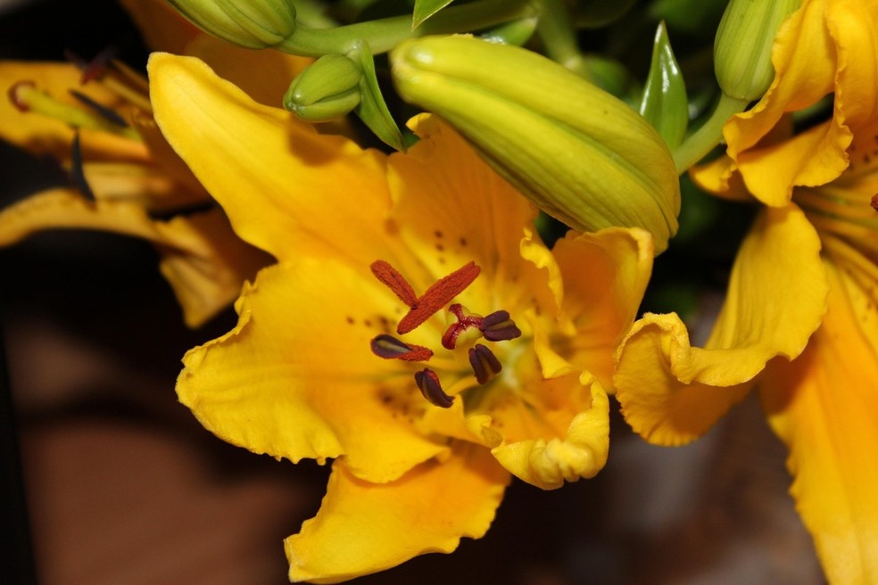 Lírio-amarelo: saiba como cultivar e cuidar da planta de curta duração