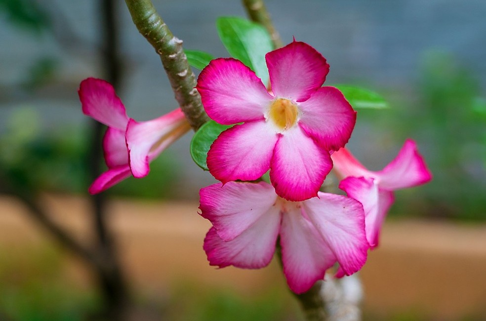 A planta rosa-do-deserto gosta de clima úmido e quente — Foto: Pixabay / Cath-Life / CreativeCommons