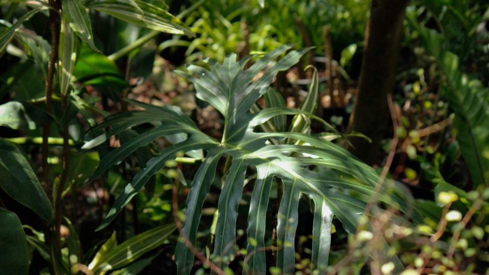 O guaimbê, Philodendron bipinnatifidum, possui folhas grandes, verde escuras, muito brilhantes e recortadas — Foto: Gabriela Frederico / Divulgação
