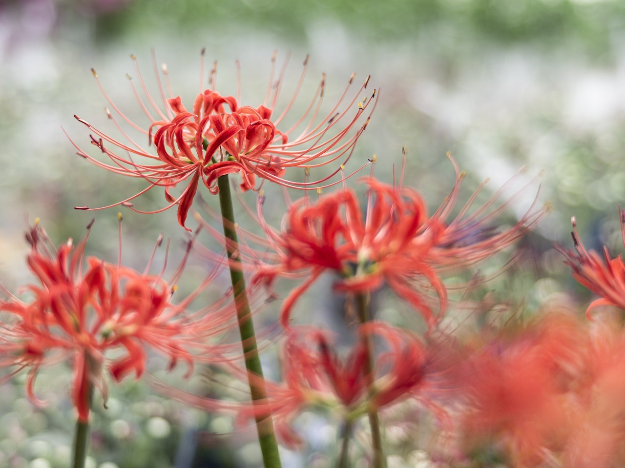 Lírio-aranha-vermelho: conheça a flor com um belo significado no Japão