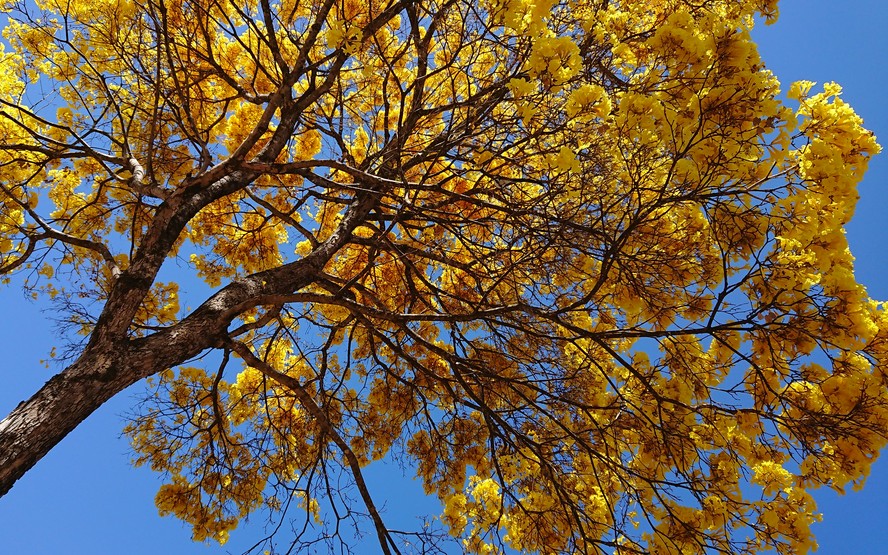 Flor de ipê-amarelo: tudo sobre a espécie e como estimular a floração