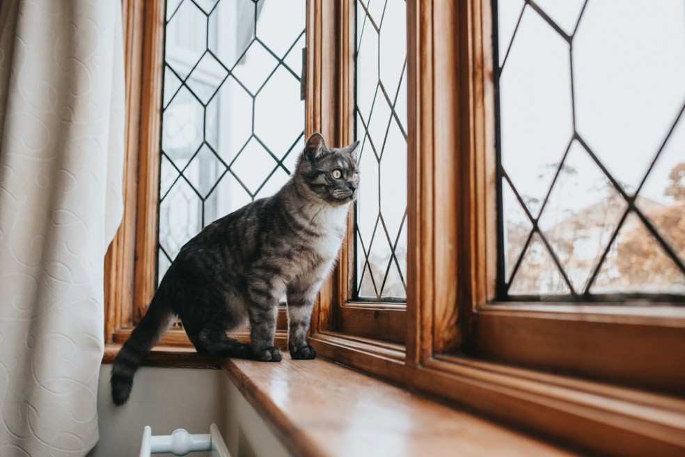 Proibir o condômino de passear com seu animal de estimação pelas áreas do condomínio infringe o direito de ir e vir — Foto: Pexels / @wirestock / CreativeCommons
