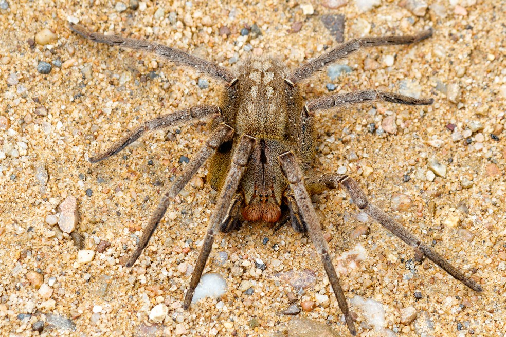 A aranha armadeira (Phoneuria nigriventer) faz posição de ataque quando surpreendida — Foto: Wikimedia / Rodrigo Tetsuo Argenton / Creative Commons