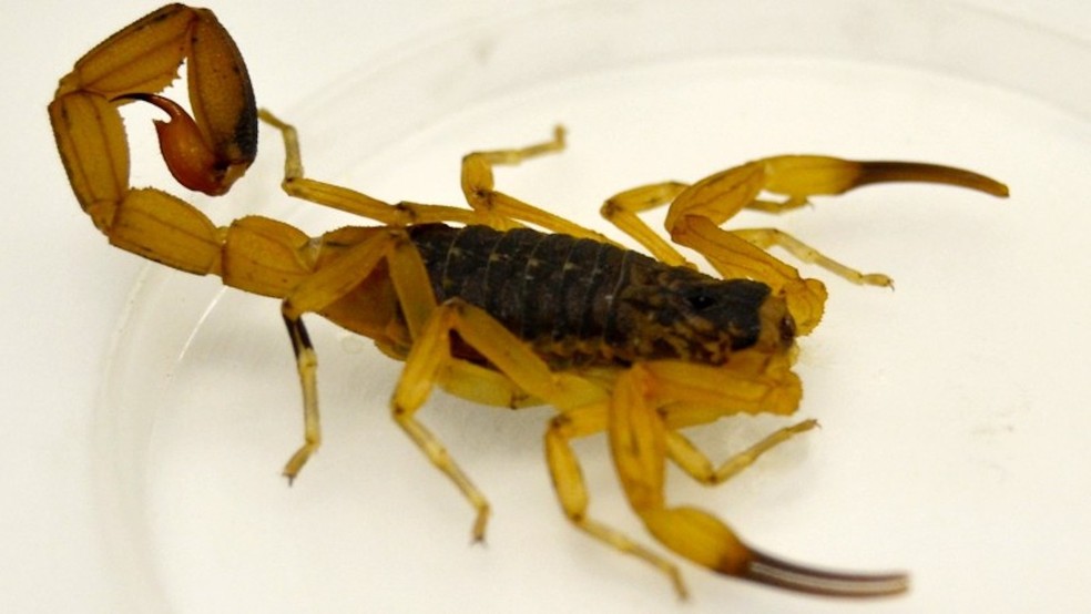 O escorpião amarelo (Tityus serrulatus) pode causar sintomas graves em algumas pessoas — Foto: Secretaria de Saúde do Rio Grande do Sul / Divulgação