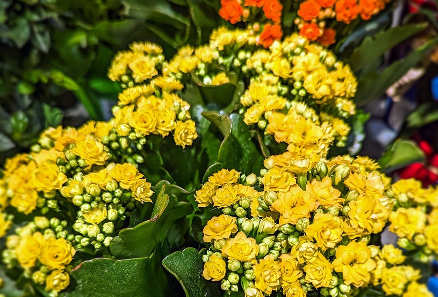 A floração da kalanchoe tem cores diversas, como amarela, laranja, vermelha, rosa e branca