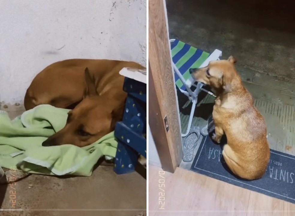 Tutor "encontra" cadela perdida no RS, mas descobre que se tratava de outra idêntica | Vida de Bicho | Casa e Jardim