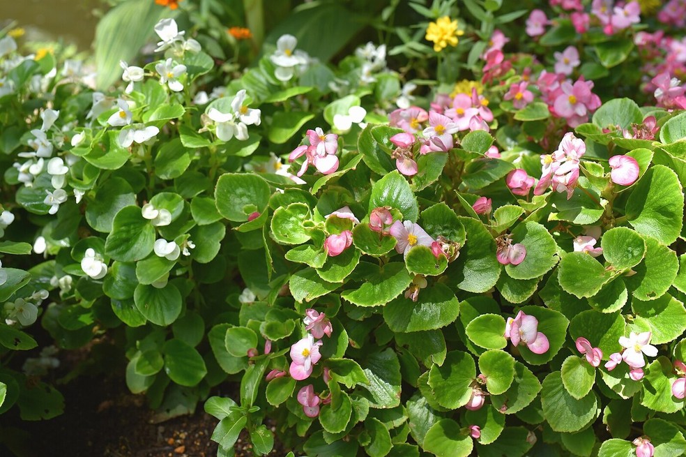 Originária da América do Sul, a begônia de cera possui folhas com uma textura cerosa, característica que lhe dá o nome popular — Foto: 小石川人晃/Wikimedia Commons