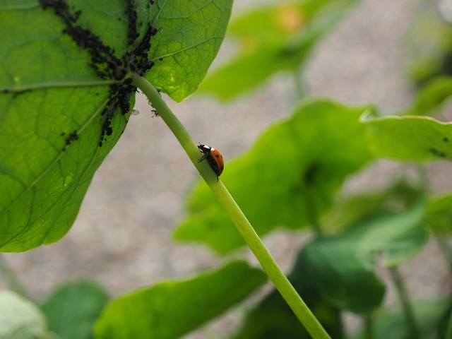Pulgão: como acabar com o inseto nas plantas sem danificá-las