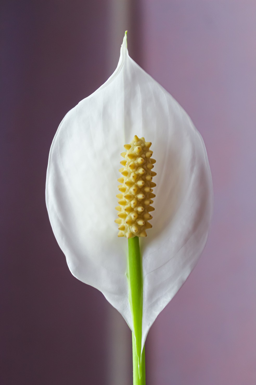 Os lírios possuem uma estrutura branca que geralmente é confundida com uma flor – na verdade, trata-se de uma bráctea, uma espécie de folha modificada que ajuda a atrair os polinizadores — Foto: Pexels / Natalia Vol / CreativeCommons