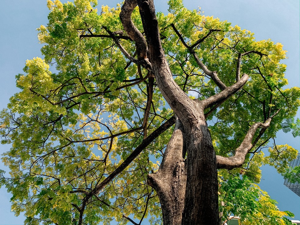 Espécies de árvores florestais adultas podem atingir o topo do dossel e durar muitas décadas até que cumpram a fase reprodutiva e entrem em processo de senescência — Foto: Pexels / Stacey Koenitz R / CreativeCommons