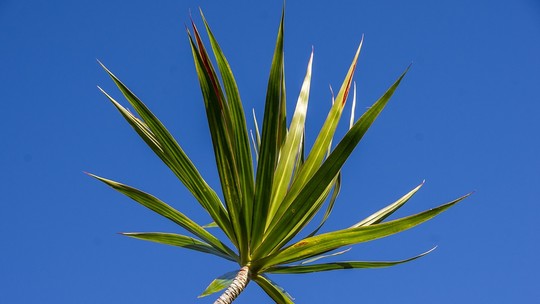 Dracena arborea: saiba tudo sobre a planta longeva e de fácil cultivo