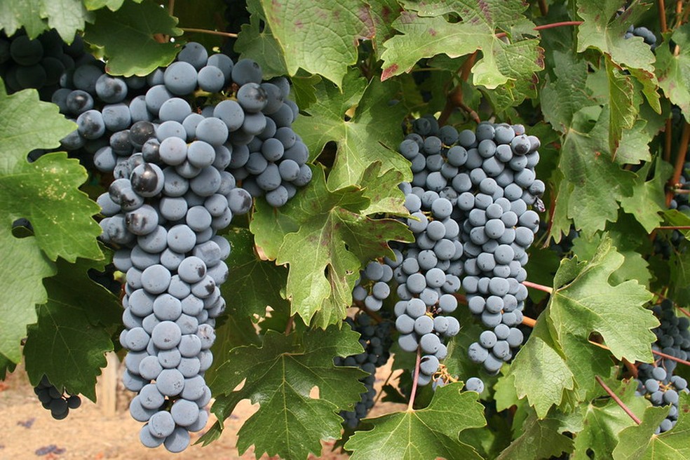 A uva francesa Cabernet Sauvignon é uma das mais populares cultivada ao redor do mundo — Foto: Steve Revare / Flickr / Creative Commons