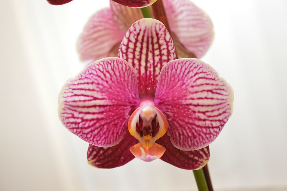 As orquídeas Phalaenopsis são um presente clássico, disponível em diversas cores — Foto: Pumpkin's Hobbies / Flickr / Creative Commons
