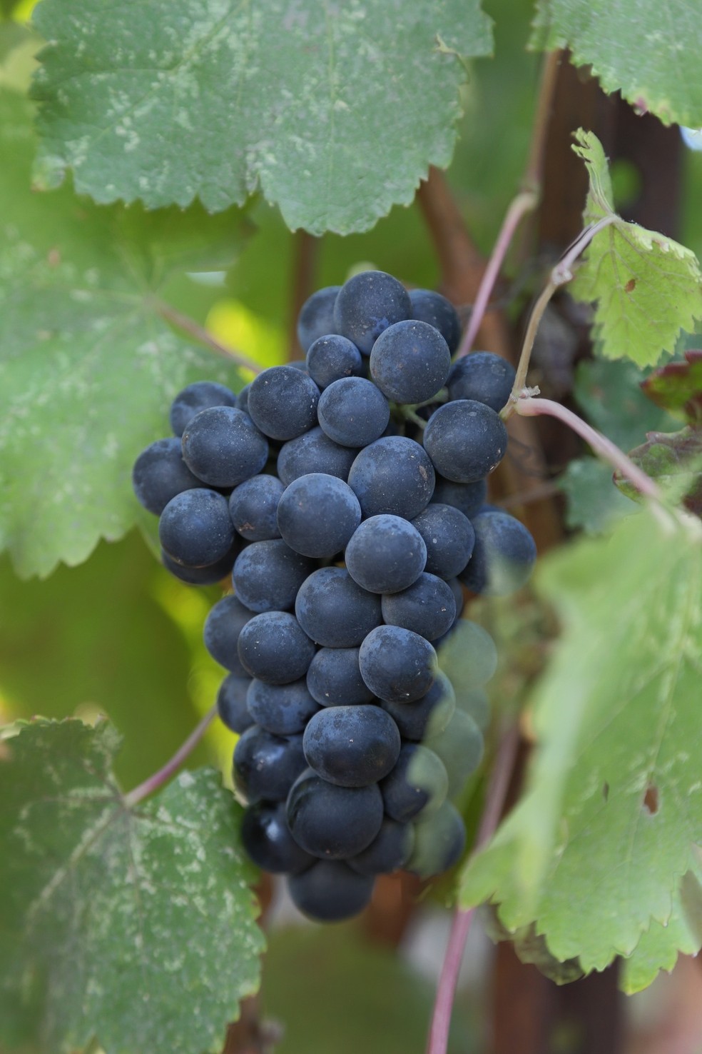 A uva Malbec não precisa, necessariamente, estar associada a rótulos intensos, encorpados e super secos — Foto: Pixabay / Creative Commons