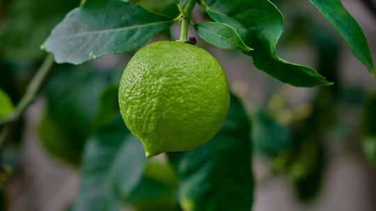 5 simpatias com limão para melhorar a energia do lar
