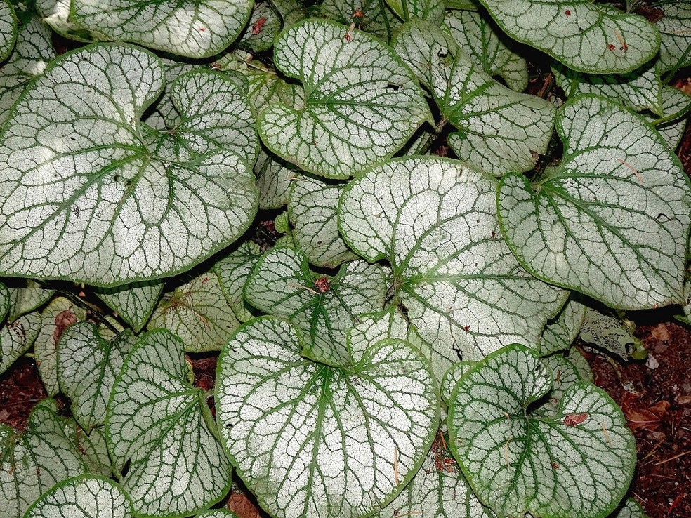 A folhagem branca e verde da peperômia é um dos grandes atrativos da planta, que não suporta excesso de água — Foto: Pixabay / Jacques GAIMARD / Creative Commons