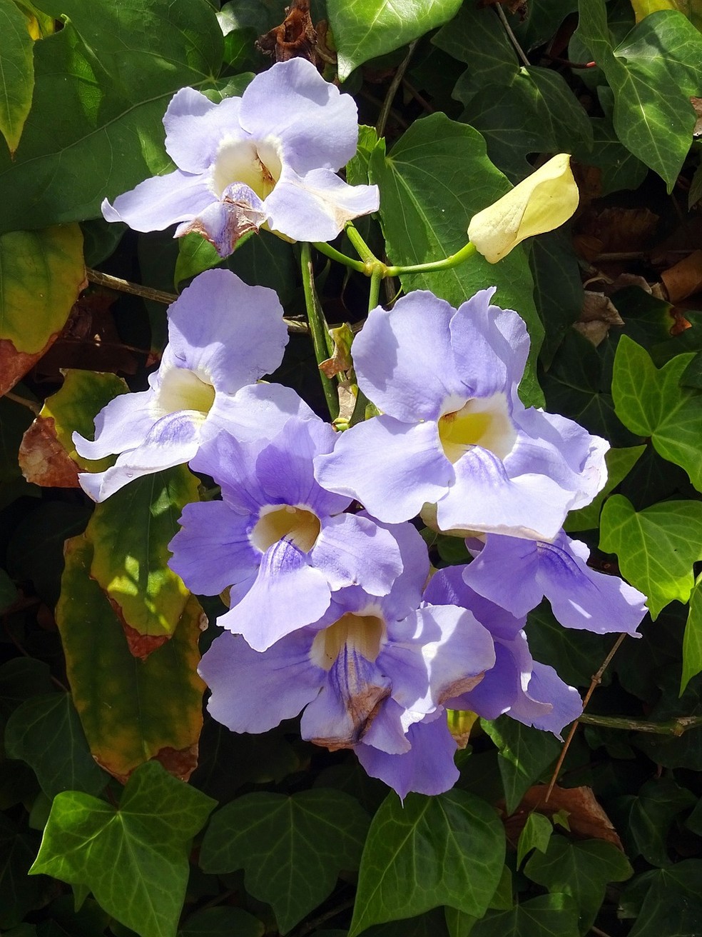 Apesar de conhecida como tumbérgia-azul, a Thumbergia grandiflora pode apresentar tons arroxeados — Foto: DEZALB / Pixabay / Creative commons