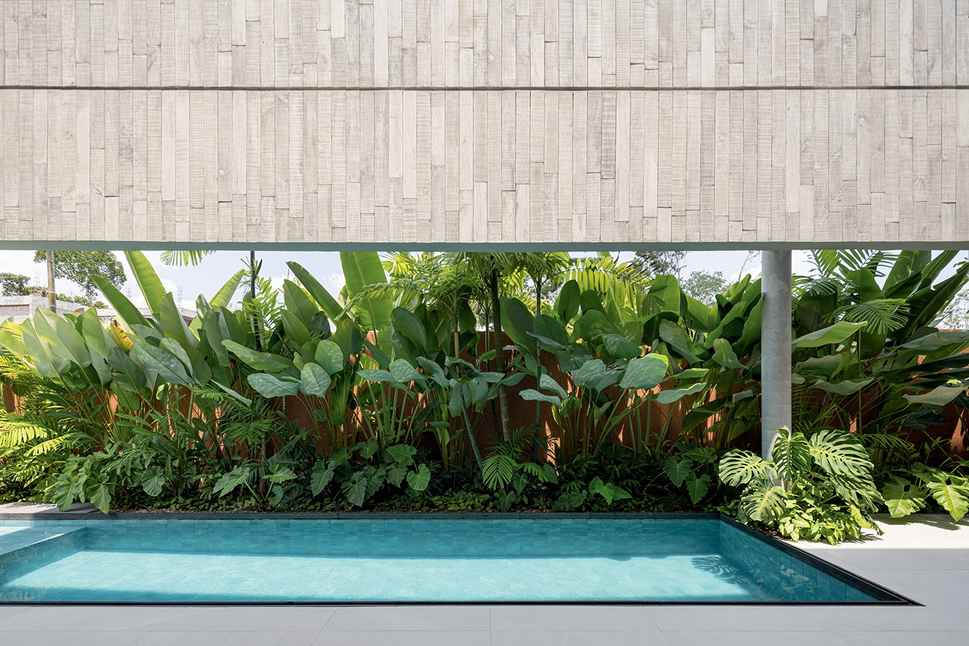 Cover image for 18 plantas com folhas gigantes e ideias para usá-las na decoração