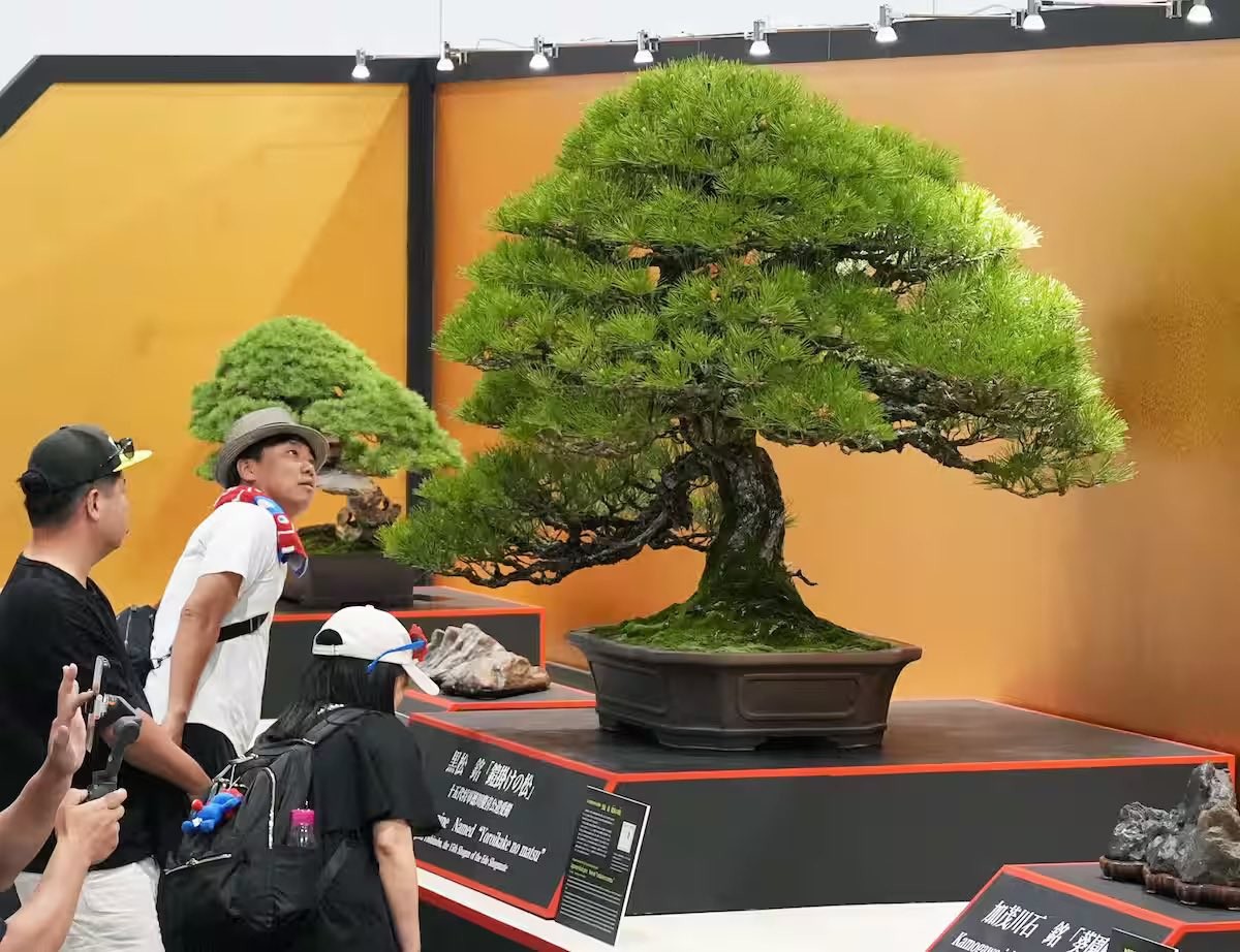 Bonsai de 350 anos exibido em 1970 no Japão é reapresentado 55