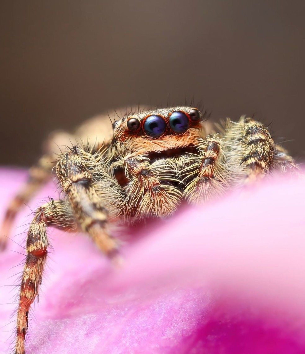 Uma aranha vista de perto pelas lentes macro da fotógrafa Marit van Ekelenburg — Foto: Instagram / @macrobymarit / Reprodução