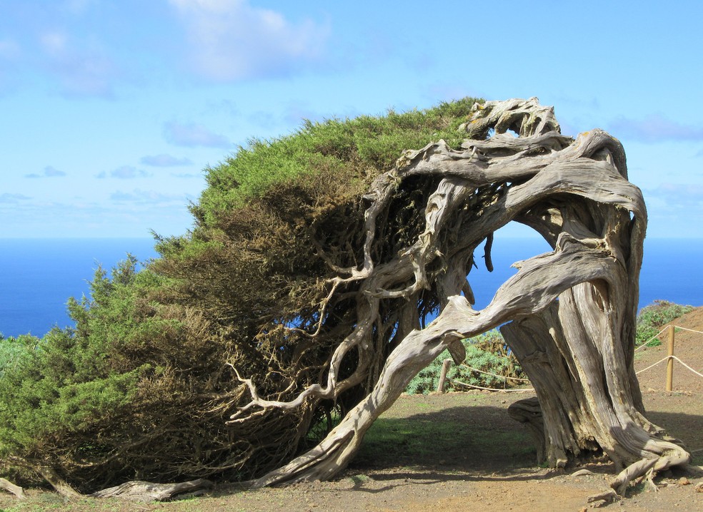 O vento causa deformação nos troncos das sabinas da ilha de El Hierro, no arquipélago das Canárias — Foto: Fickr/Dan/Creative Commons
