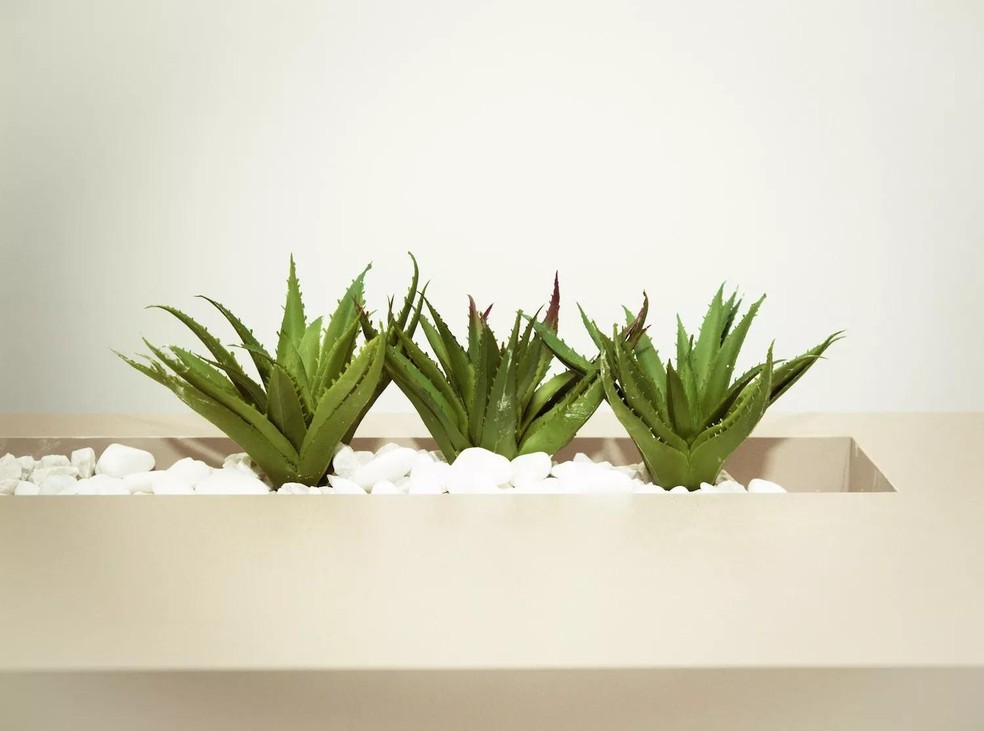 Além de trazer benefícios para a pele, a planta também é capaz de purificar o ar (Foto: Pexels / Cecília Tommasini / Creative Commons) — Foto: Casa e Jardim