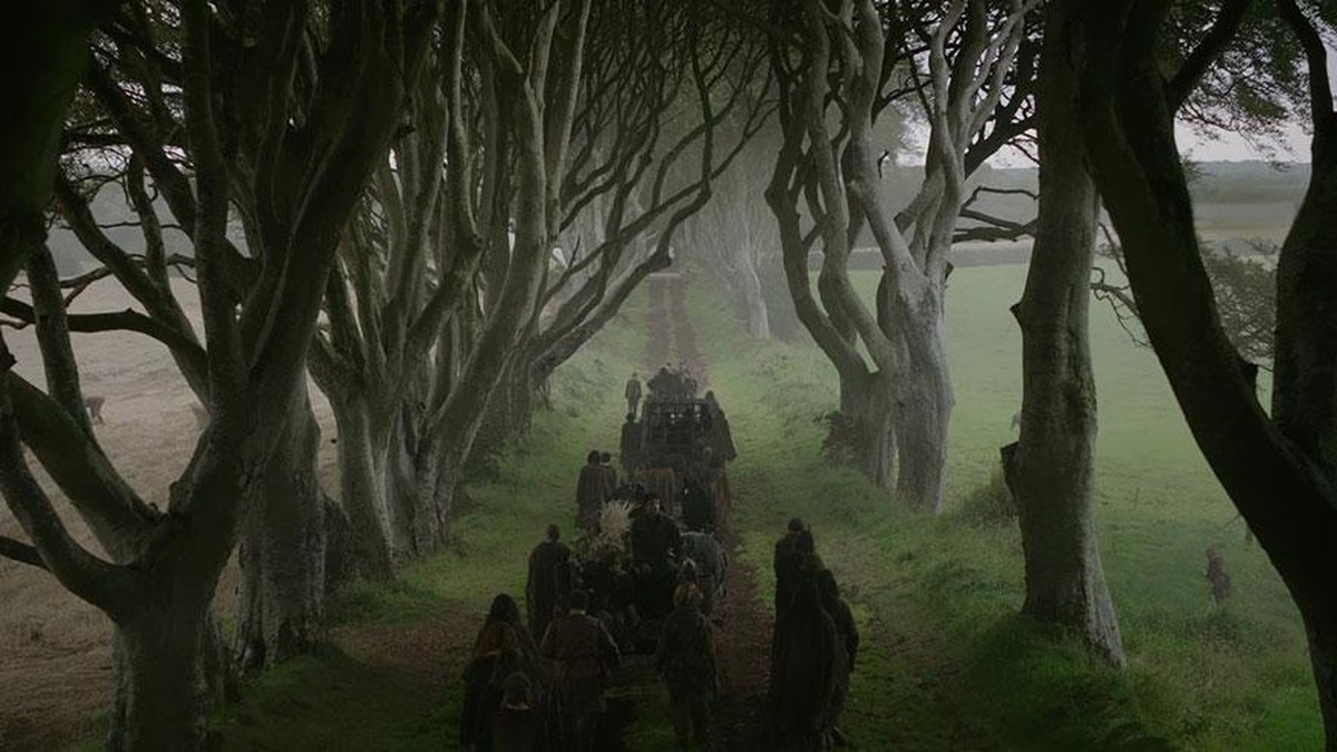 6 trees famous for acting in Game of Thrones will be cut down in England |  Interests