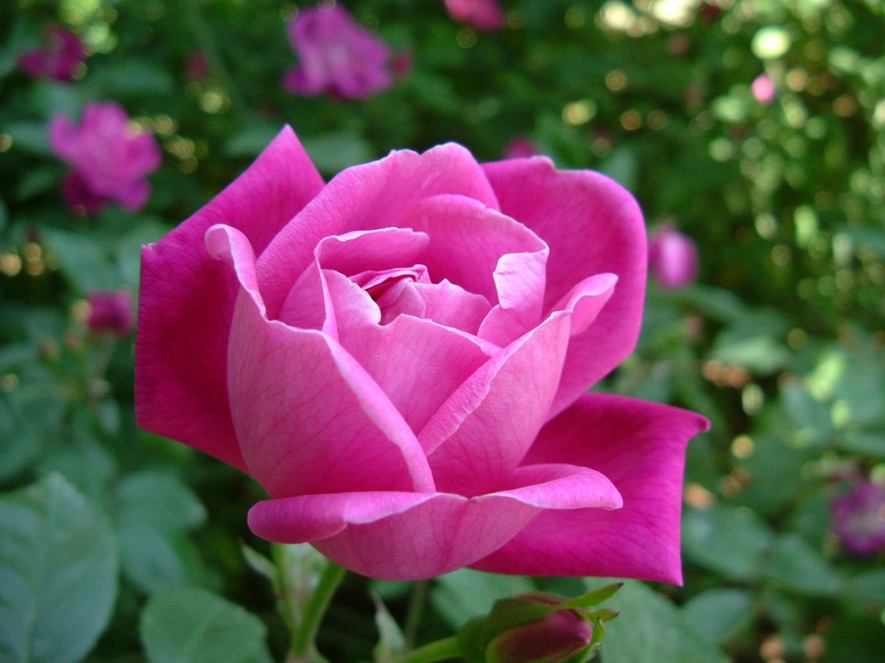 As rosas precisam ser fertilizadas na primavera e no verão para uma boa floração — Foto: Wikimedia / Sakurai Midori / Creative Commons